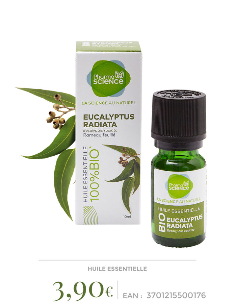 eucalypsus-radiata